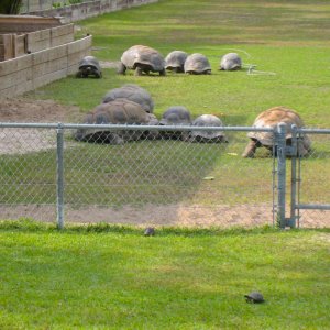 ALDABRAMAN // ALDABRA TORTOISE BREEDERS
