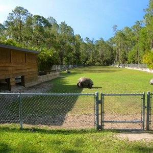 ALDABRAMAN // ALDABRA TORTOISE BREEDERS