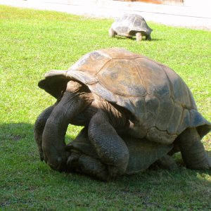 ALDABRAMAN // ALDABRA TORTOISE BREEDERS