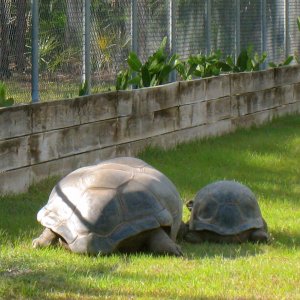 ALDABRAMAN // ALDABRA TORTOISE BREEDERS