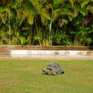 ALDABRAMAN // ALDABRA TORTOISE BREEDERS