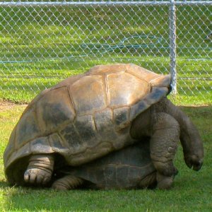ALDABRAMAN // ALDABRA TORTOISE BREEDERS