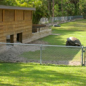 ALDABRAMAN // ALDABRA TORTOISE BREEDERS