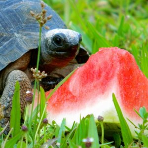 ALDABRAMAN // ALDABRA TORTOISE BREEDERS