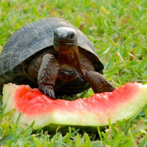 ALDABRAMAN // ALDABRA TORTOISE BREEDERS