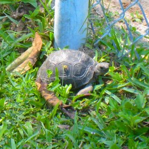 ALDABRAMAN // ALDABRA TORTOISE BREEDERS
