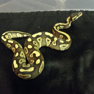 Mojave ball python