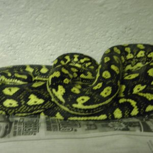 Diamond Carpet Python