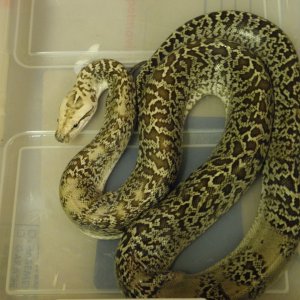granite dwarf burmese