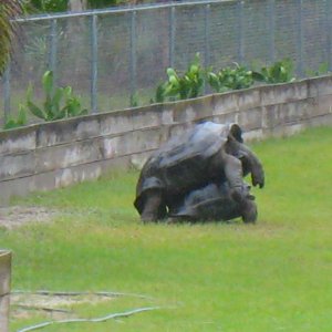 ALDABRAMAN // ALDABRA TORTOISE BREEDERS