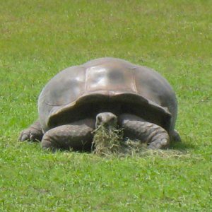 ALDABRAMAN // ALDABRA TORTOISE BREEDERS