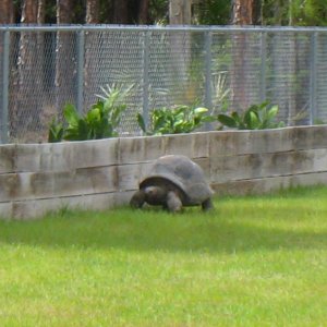 ALDABRAMAN // ALDABRA TORTOISE BREEDERS