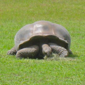 ALDABRAMAN // ALDABRA TORTOISE BREEDERS