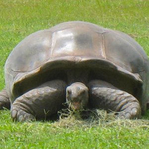 ALDABRAMAN // ALDABRA TORTOISE BREEDERS