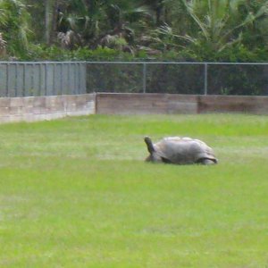 ALDABRAMAN // ALDABRA TORTOISE BREEDERS