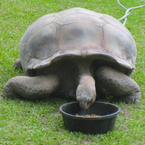 ALDABRAMAN // ALDABRA TORTOISE BREEDERS