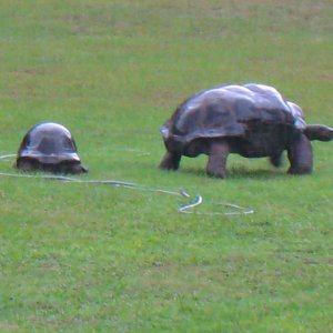 ALDABRAMAN // ALDABRA TORTOISE BREEDERS
