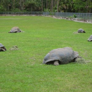 ALDABRAMAN // ALDABRA TORTOISE BREEDERS