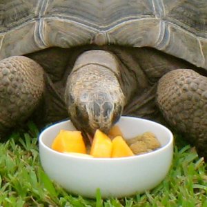 ALDABRAMAN // ALDABRA TORTOISE BREEDERS