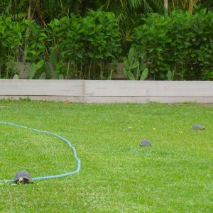 ALDABRAMAN // ALDABRA TORTOISE BREEDERS