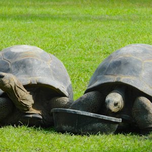 ALDABRAMAN // ALDABRA TORTOISE BREEDERS