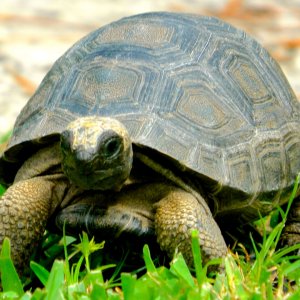 ALDABRAMAN // ALDABRA TORTOISE BREEDERS