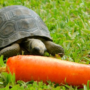 ALDABRAMAN // ALDABRA TORTOISE BREEDERS