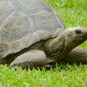 ALDABRAMAN // ALDABRA TORTOISE BREEDERS