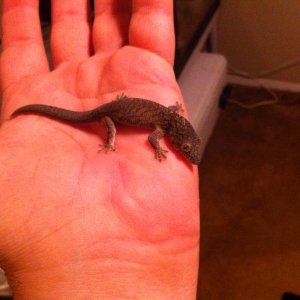 gecko1