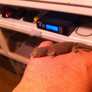 gecko_2