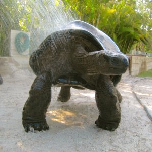 ALDABRAMAN // ALDABRA TORTOISE BREEDERS