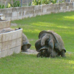 ALDABRAMAN // ALDABRA TORTOISE BREEDERS