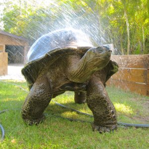 ALDABRAMAN // ALDABRA TORTOISE BREEDERS