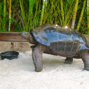 ALDABRAMAN // ALDABRA TORTOISE BREEDERS