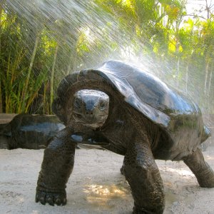 ALDABRAMAN // ALDABRA TORTOISE BREEDERS