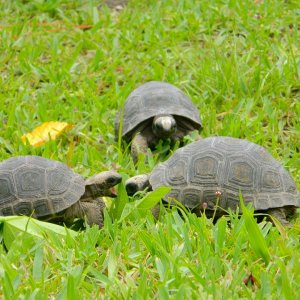 ALDABRAMAN // ALDABRA TORTOISE BREEDERS