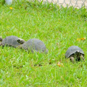 ALDABRAMAN // ALDABRA TORTOISE BREEDERS