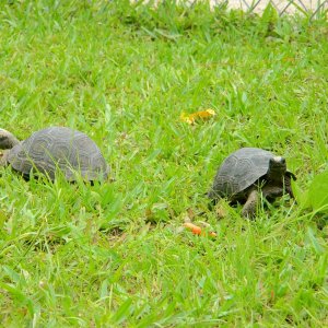 ALDABRAMAN // ALDABRA TORTOISE BREEDERS