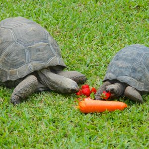 ALDABRAMAN // ALDABRA TORTOISE BREEDERS