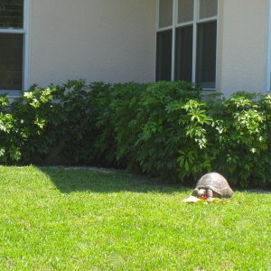 ALDABRAMAN // ALDABRA TORTOISE BREEDERS