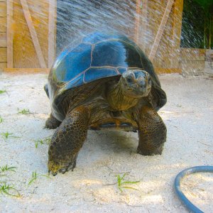 ALDABRAMAN // ALDABRA TORTOISE BREEDERS