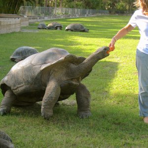 ALDABRAMAN // ALDABRA TORTOISE BREEDERS