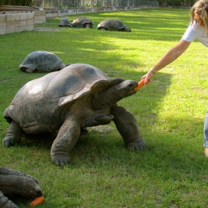 ALDABRAMAN // ALDABRA TORTOISE BREEDERS