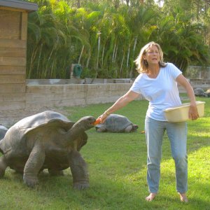 ALDABRAMAN // ALDABRA TORTOISE BREEDERS