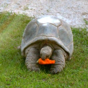 ALDABRAMAN // ALDABRA TORTOISE BREEDERS