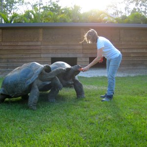 ALDABRAMAN // ALDABRA TORTOISE BREEDERS