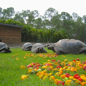 ALDABRAMAN // ALDABRA TORTOISE BREEDERS