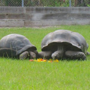 ALDABRAMAN // ALDABRA TORTOISE BREEDERS
