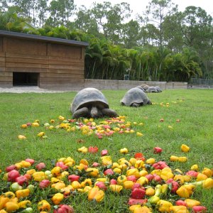 ALDABRAMAN // ALDABRA TORTOISE BREEDERS