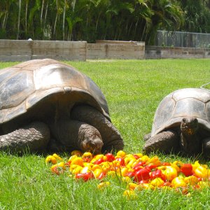 ALDABRAMAN // ALDABRA TORTOISE BREEDERS